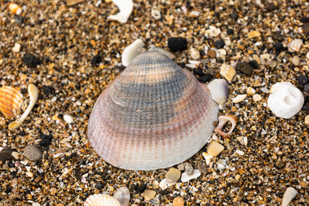 Beautiful shells on the beach of Agde lying around between black rocks