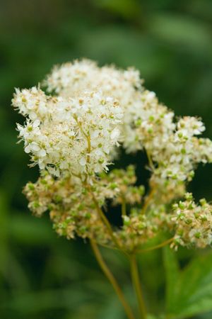 The Flowerの写真素材