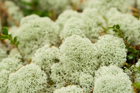 Mushrooms in a woodの写真素材