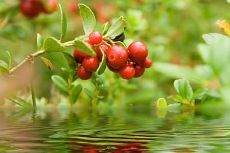 Ripe cowberry in a woodの写真素材