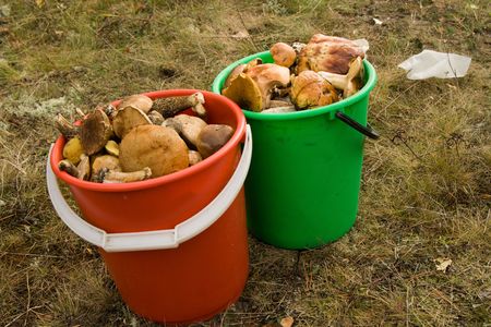 Reaped crop of mushroomsの写真素材