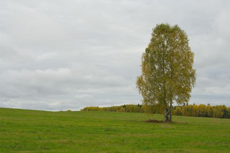 Lonely tree in a fieldの写真素材