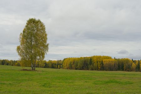 Lonely tree in a fieldの写真素材