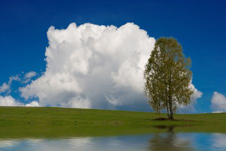 Lonely tree in a fieldの写真素材