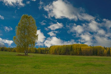 Lonely tree in a fieldの写真素材