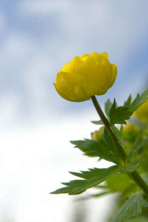 Bud trollblumen on a background of the skyの写真素材