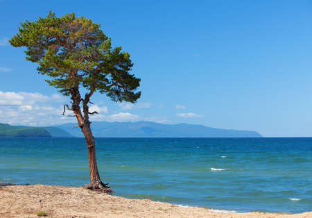 Lake Baikal. Lonely tree ashoreの写真素材