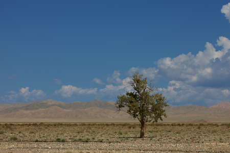 Lonely tree in mountains  Mongoliaの写真素材