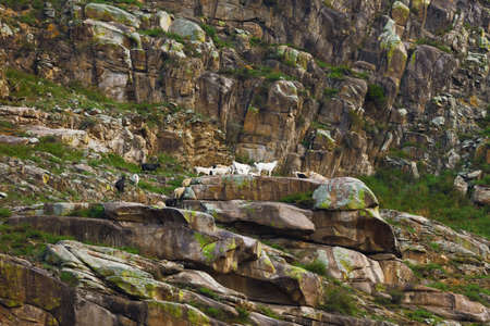 Mountain goats on slope. Altai Russiaの写真素材