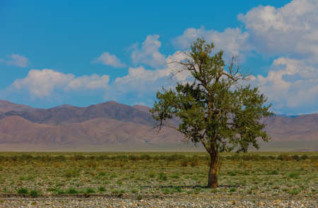 Lonely tree in mountains. Mongoliaの写真素材