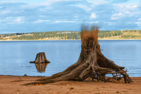 decorated stump on river coastの写真素材