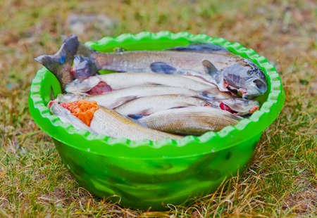 Caught grayling in bowl. Cookingの写真素材