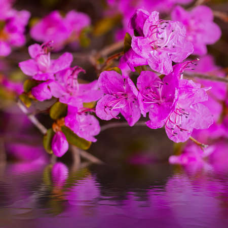 Closeup Rhododendron dauricum flowers. Spring blossoming in Altaiの写真素材
