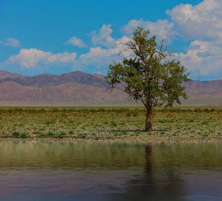 Lonely tree in mountains. Mongoliaの写真素材