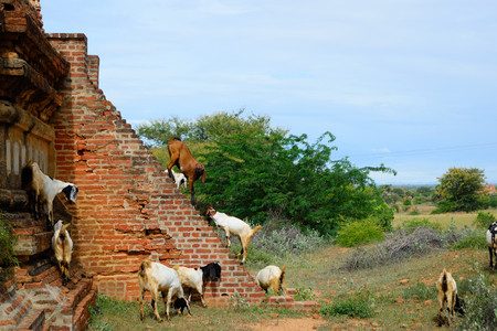Goats Grazing Around Temple Wall, Bagan, Myanmarの写真素材