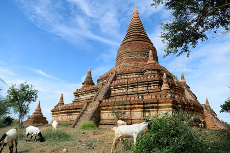 Bagan Temple With Goats and Blue Skyの写真素材