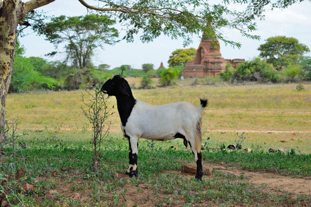 Goat Amongst Temples, Bagan, Myanmarの写真素材