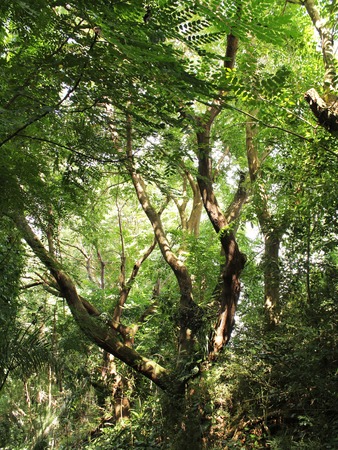 wild trees in dense forestの写真素材