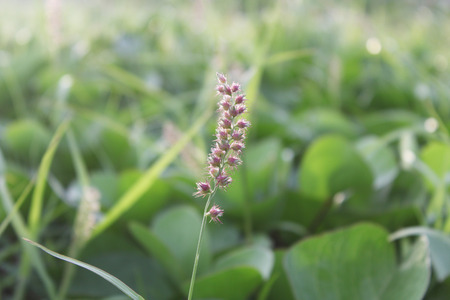 plant in natureの写真素材