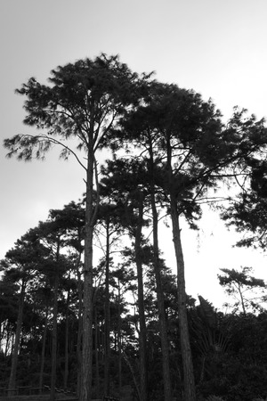 tall trees in rainy dayの写真素材