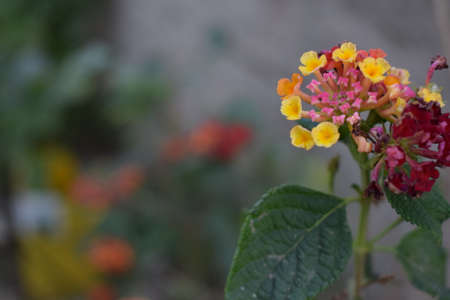 yellow and red flowerの写真素材