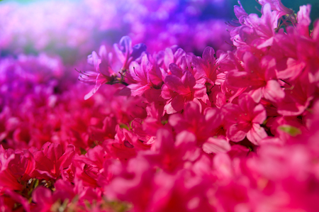 The city goes pink (Royal Botanical garden, Edinburgh, spring 2018)の写真素材