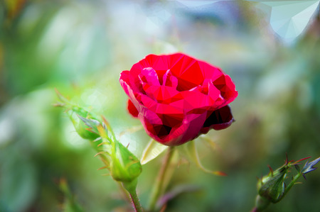 How crisp are your summer memories? (Rosenborg Castle, Copenhagen, autumn 2017)の写真素材