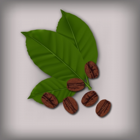 Coffee beans and leafのイラスト素材