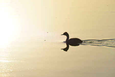 Lonely duck is swimming in the morning Yamadaike pond.の写真素材