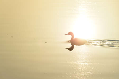 A duck is becoming a Fenix in Yamadaike pond.の写真素材