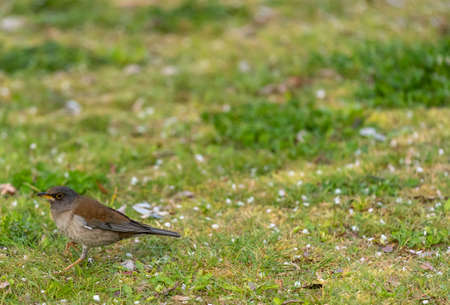 Pale thrush is walking forward in a field of Yamadaike Park.の写真素材