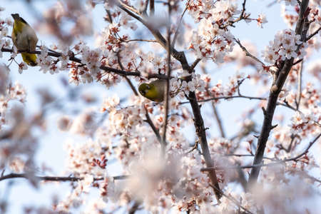 White eyes bird is tweeting on cherry blossom in Spring Yamadaike Park Hirakata City Osaka, Japan.の写真素材