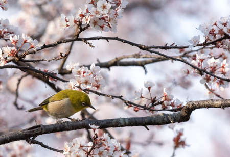 White eyes bird is looking under Cherry blossom in Spring Yamadaike Park Hirakata City Osaka, Japan.の写真素材