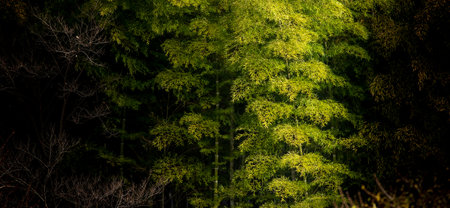 The bamboo shows up in the morning sunlight, Spring Yamadaike Park Hirakata City Osaka, Japan.の写真素材