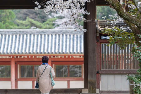 A person walking in Yawata Shrine garden Spring.の写真素材