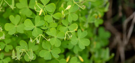 Green leaves background
