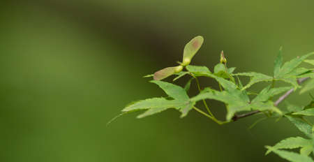 Maple leaf and the seeds.