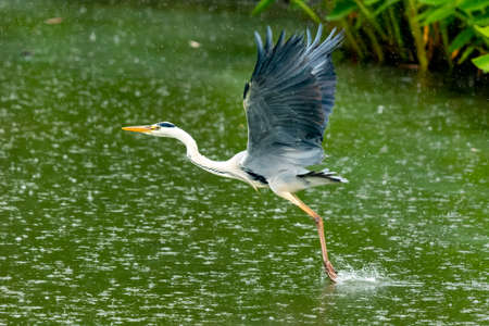 A grey heron is flying away from a pond.の写真素材