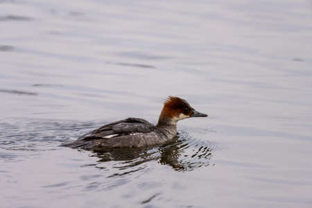 A female Merganser swimming in the water of a lake.の写真素材