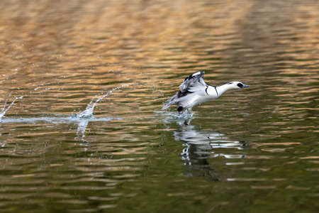 A pied avocet, Recurvirostra avosetta, swimming in a lake.の写真素材