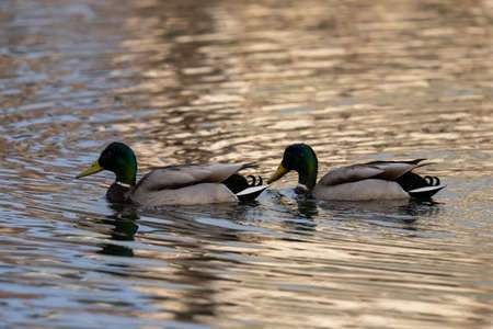 Male and female mallard ducks swimming on the lake in autumn.の写真素材