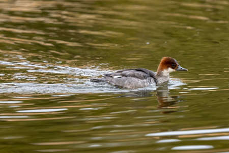 A female Merganser swimming on a lake in the summer.の写真素材
