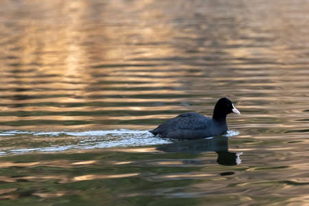 A single coot swims in a lake in the evening.の写真素材