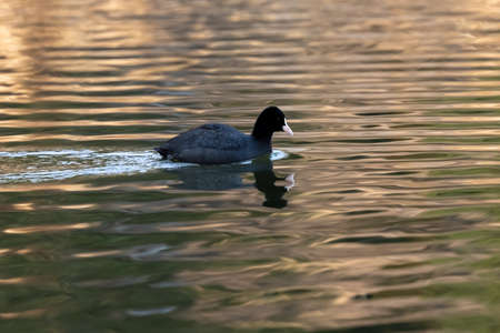 A closeup shot of a coot swimming on a lake in the eveningの写真素材