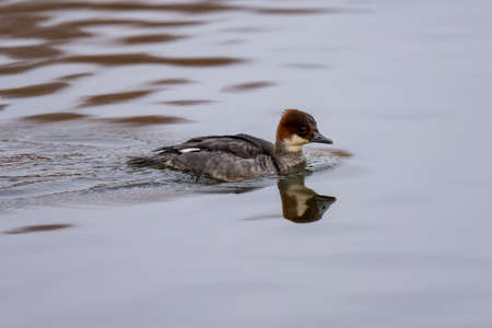 A female Merganser swims in the water and looks for food.の写真素材