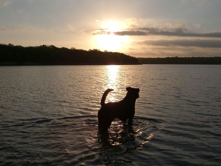 Dog standing in lake at sunsetの写真素材