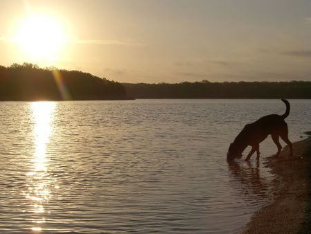 Dog drinking from lake at sunsetの写真素材