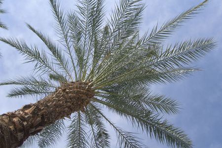 palm tree with blue skyの写真素材