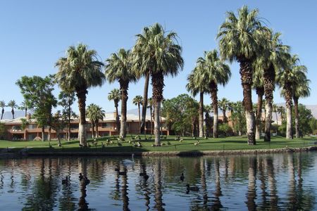Lake with ducks and palm trees in the Palm Springsの写真素材