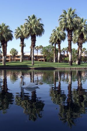 Swan in lake at resort with condos and palm treesの写真素材